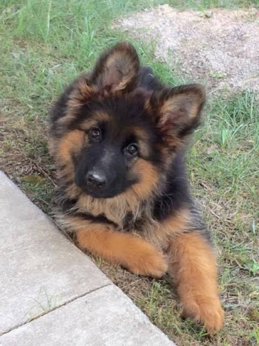 German shepherd long coat A1 Quality